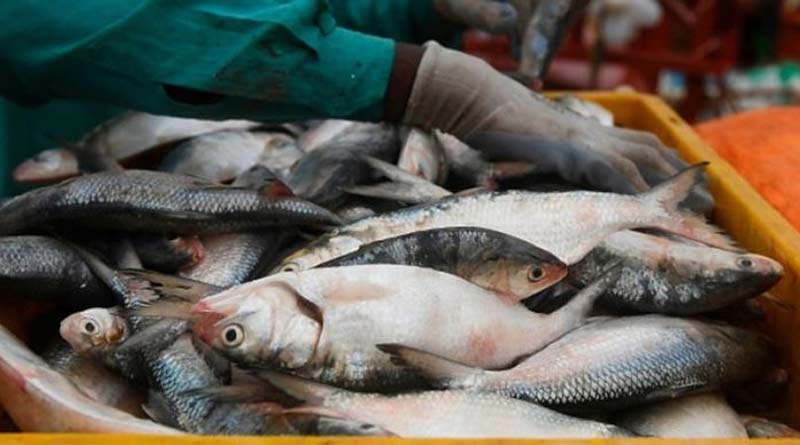 kolkata fish market 2