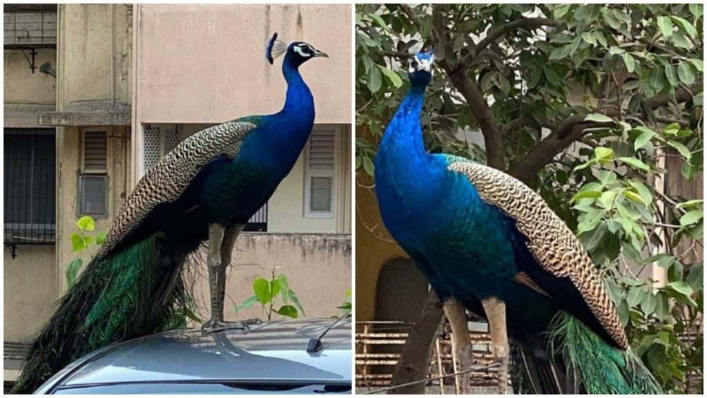 peacock mumbai