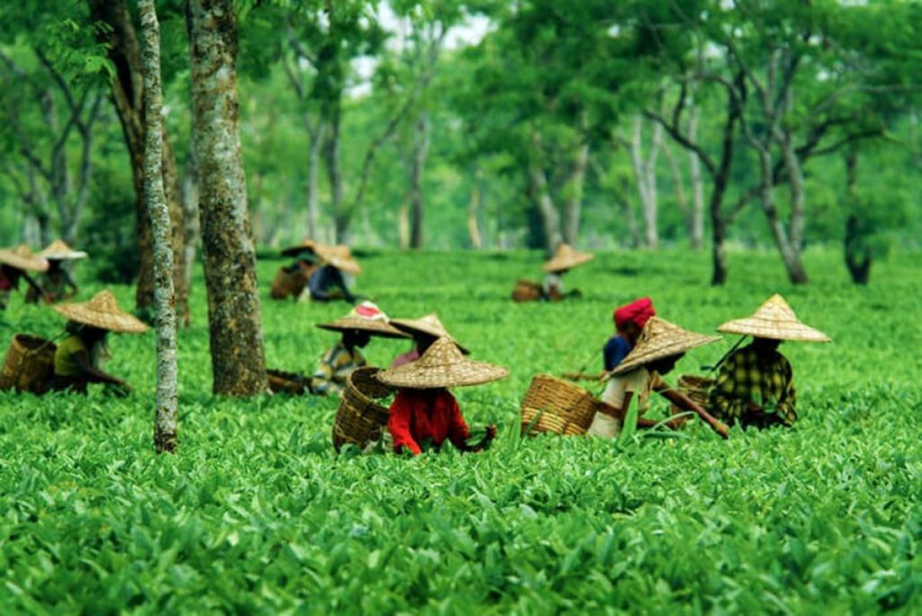 Tea garden