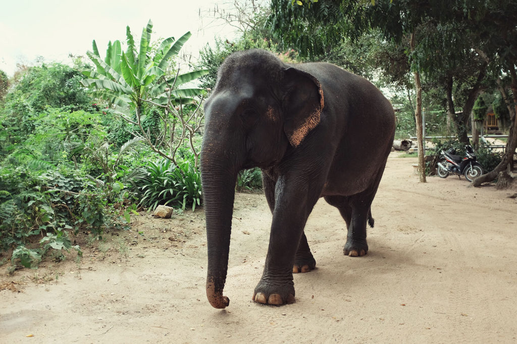 elephant mednipur