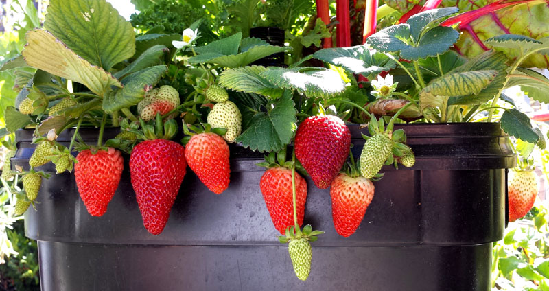 strawberries Veggiegarden2go sml