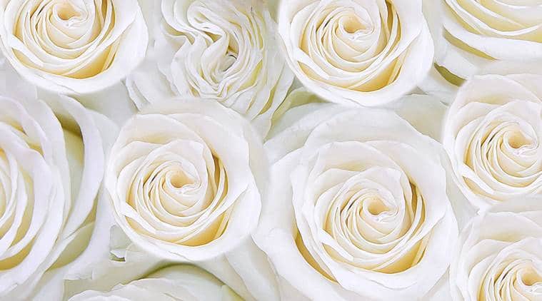 white rose 759
