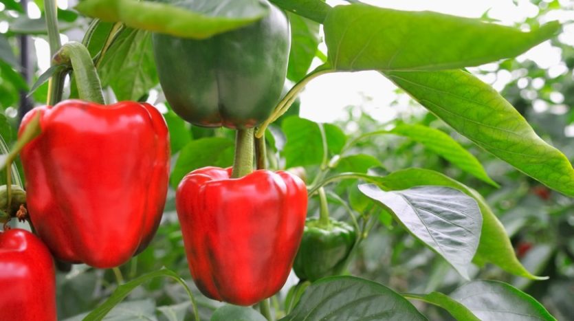 pepper plant 1 835x467 1