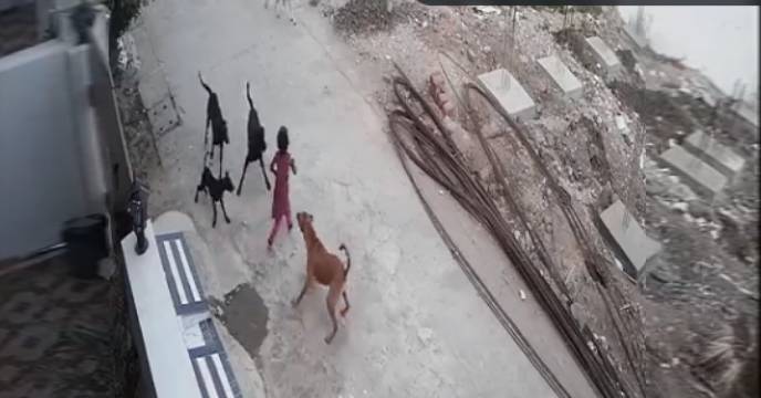 dog attack on child