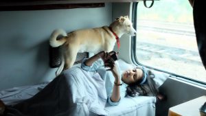 pet in train