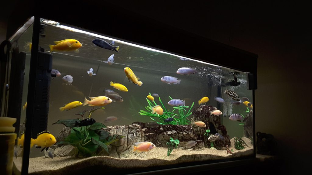 aquarium at home