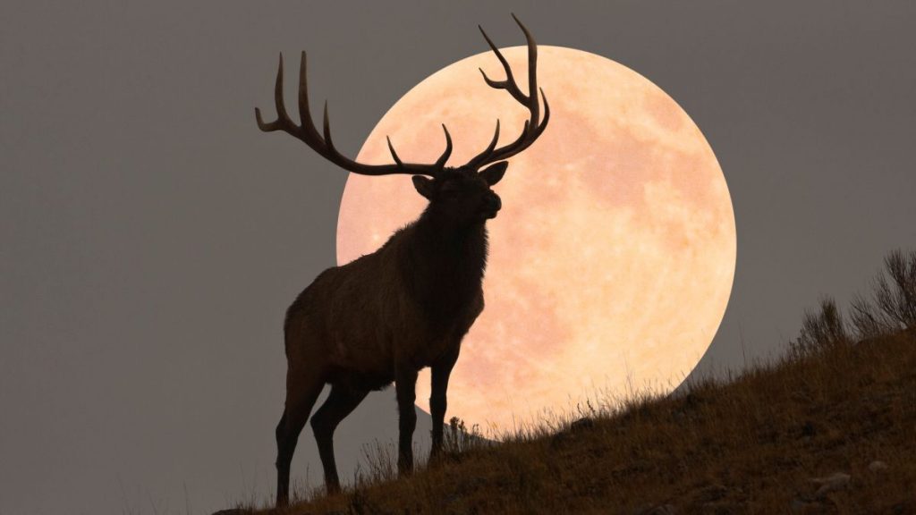 BUCK MOON