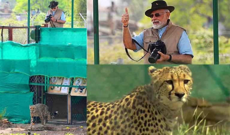 Modi releases cheetahs