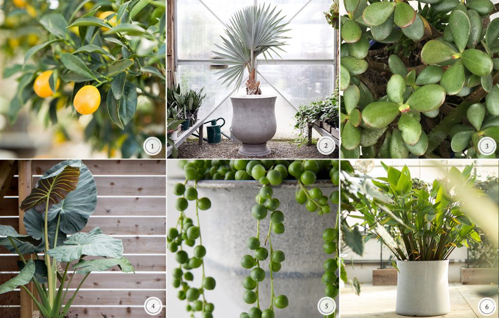 indoor plants to survive in summer