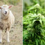 sheep cannabis plant